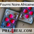 African Black Ant 15
